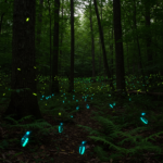 Wets virginia new species